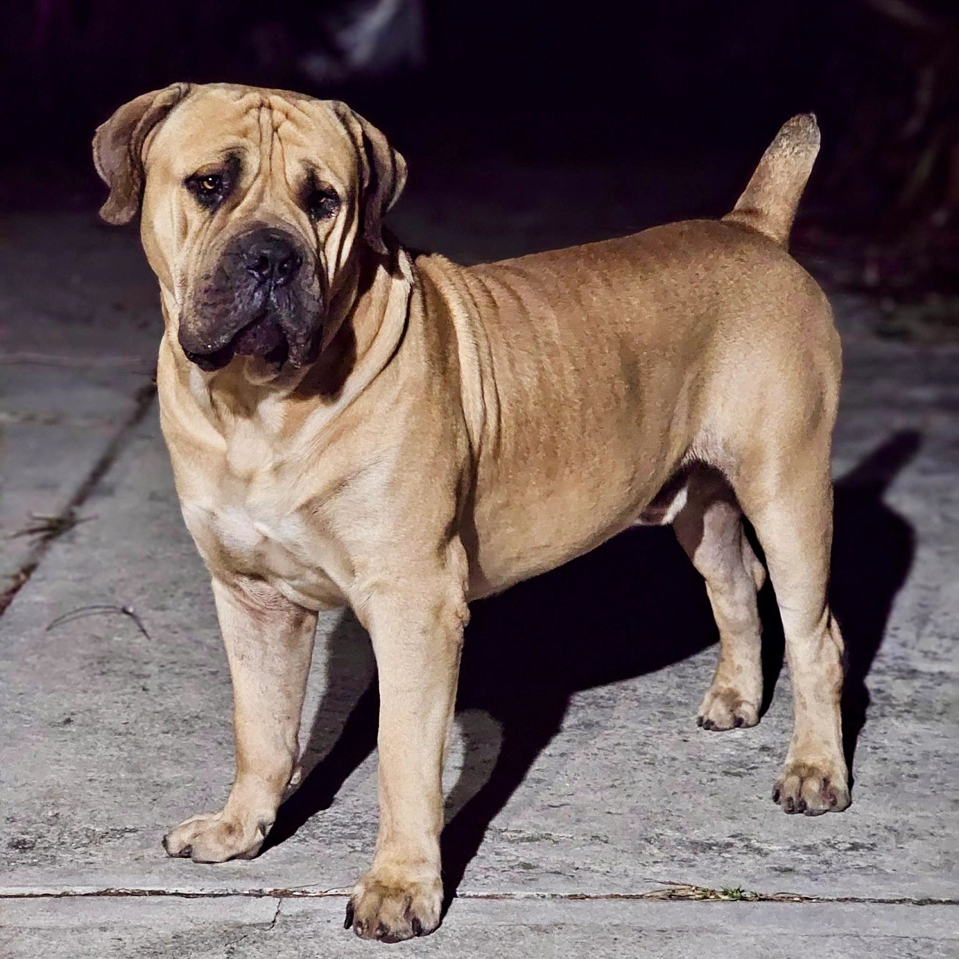 Fawn working Boerboel standing alert at South Florida Boerboels in South Florida